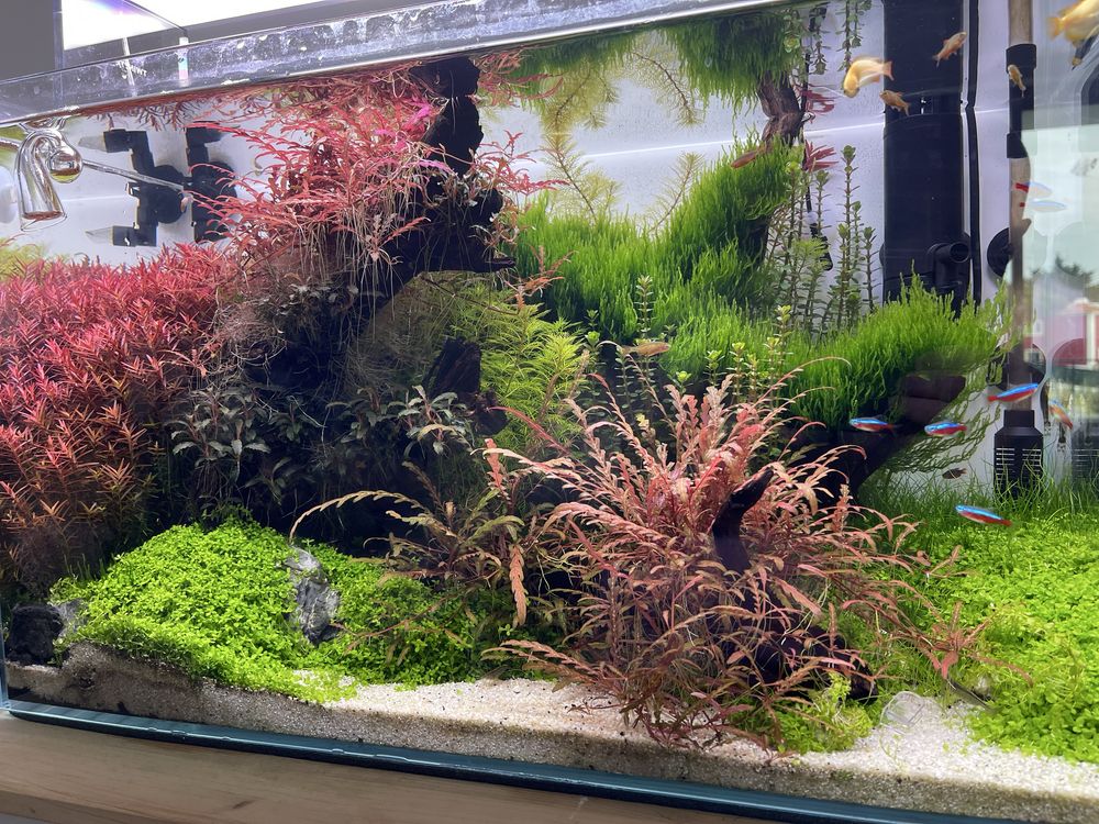 Aquário Strideways 60L completo com acessórios
