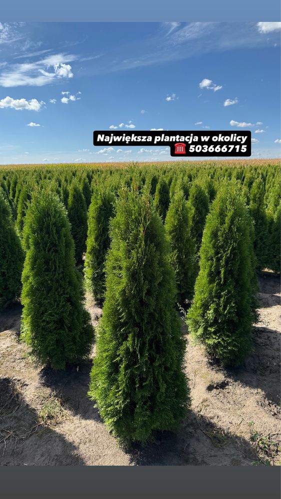 Gęsta Tuja Szmaragd 160-170cm Dostawa Sadzenie Producent Tuje