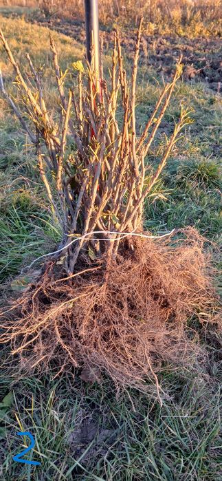 Sadzonki porzeczki porzeczka czerwona Jonkheer van Tets !