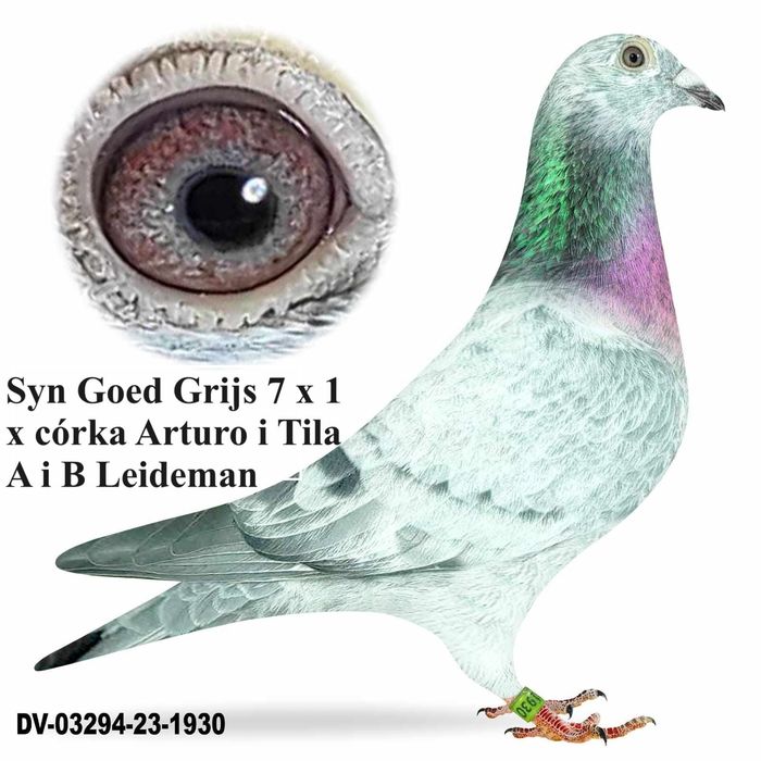 Gołębie pocztowe Inbred Goed Grijs 7x1 A i B Leidemann