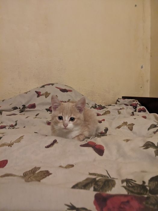 віддам кошенят безкоштовно