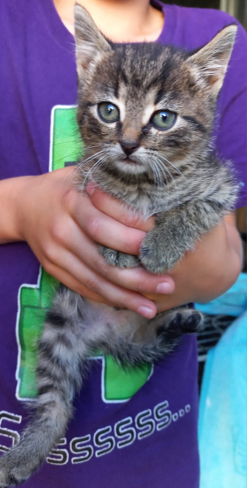 Kociak do adopcji