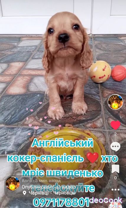 Чіпований та вакцинований двічі, дівчинка англійський кокер-спанієль