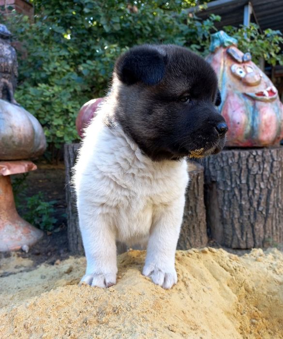 Щенки Американская акита, недорого!