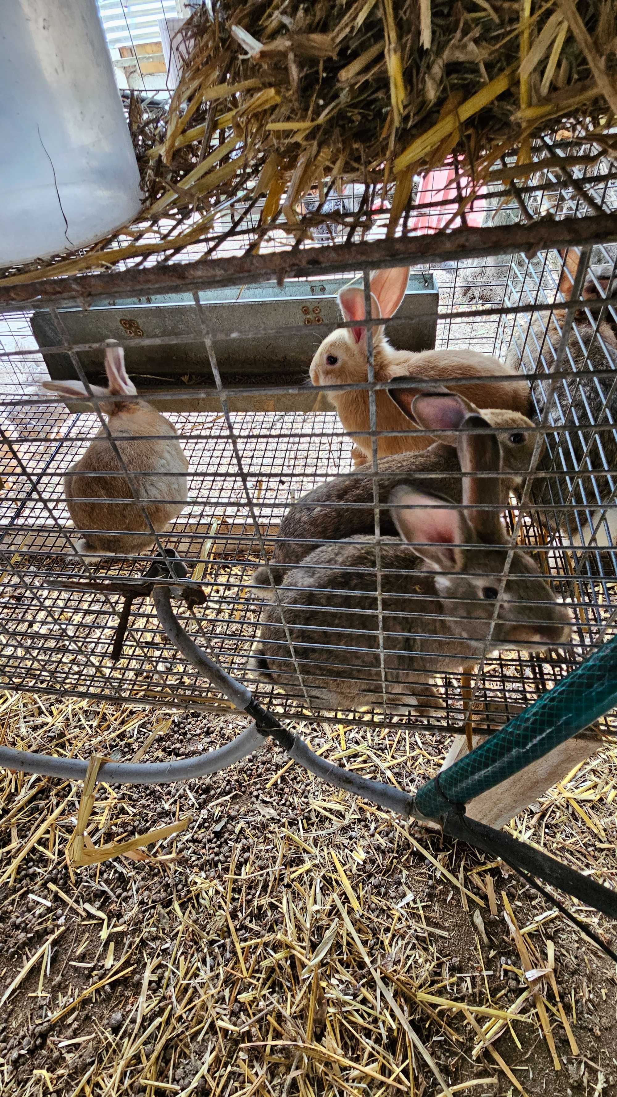 Vendo coelhos gigantes Norueguês