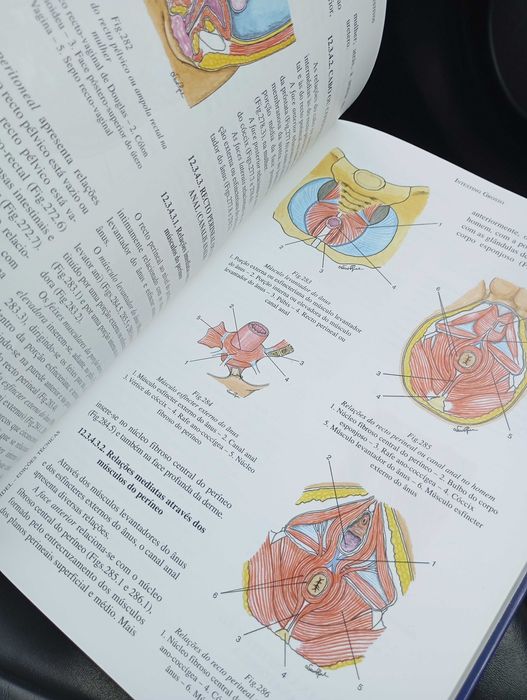 Anatomia dos órgãos
