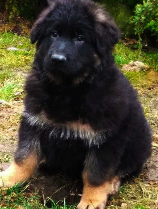 Owczarek niemiecki długowłosy potężny szczeniak po bardzo dużych psach