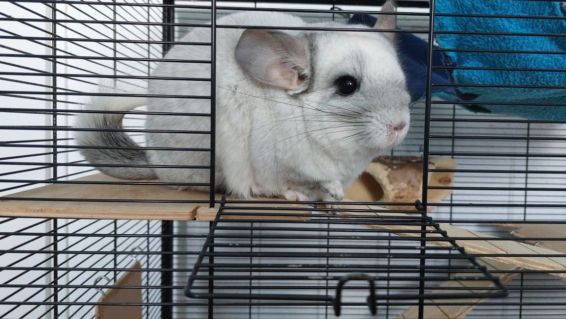 Szynszyla angora, szynszylę z klatką