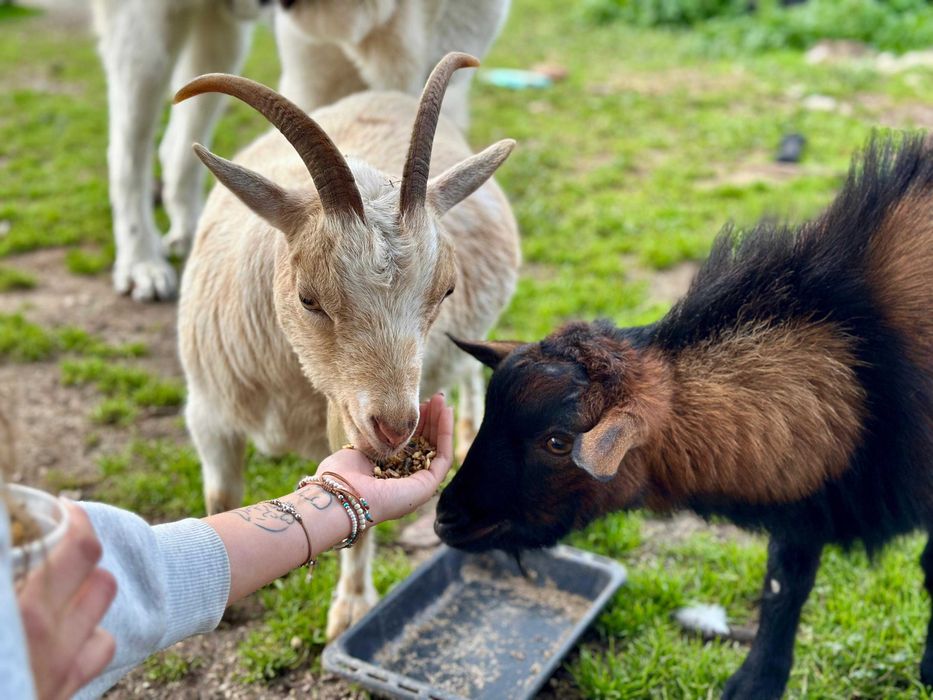 Cabras anãs domésticas