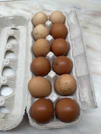 Ovos caseiros de boa qualidade