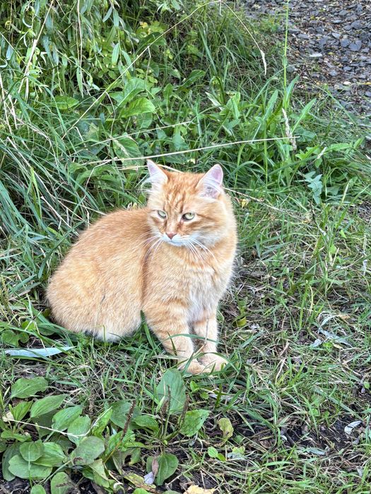 подарую котеня дівчинка полукровка