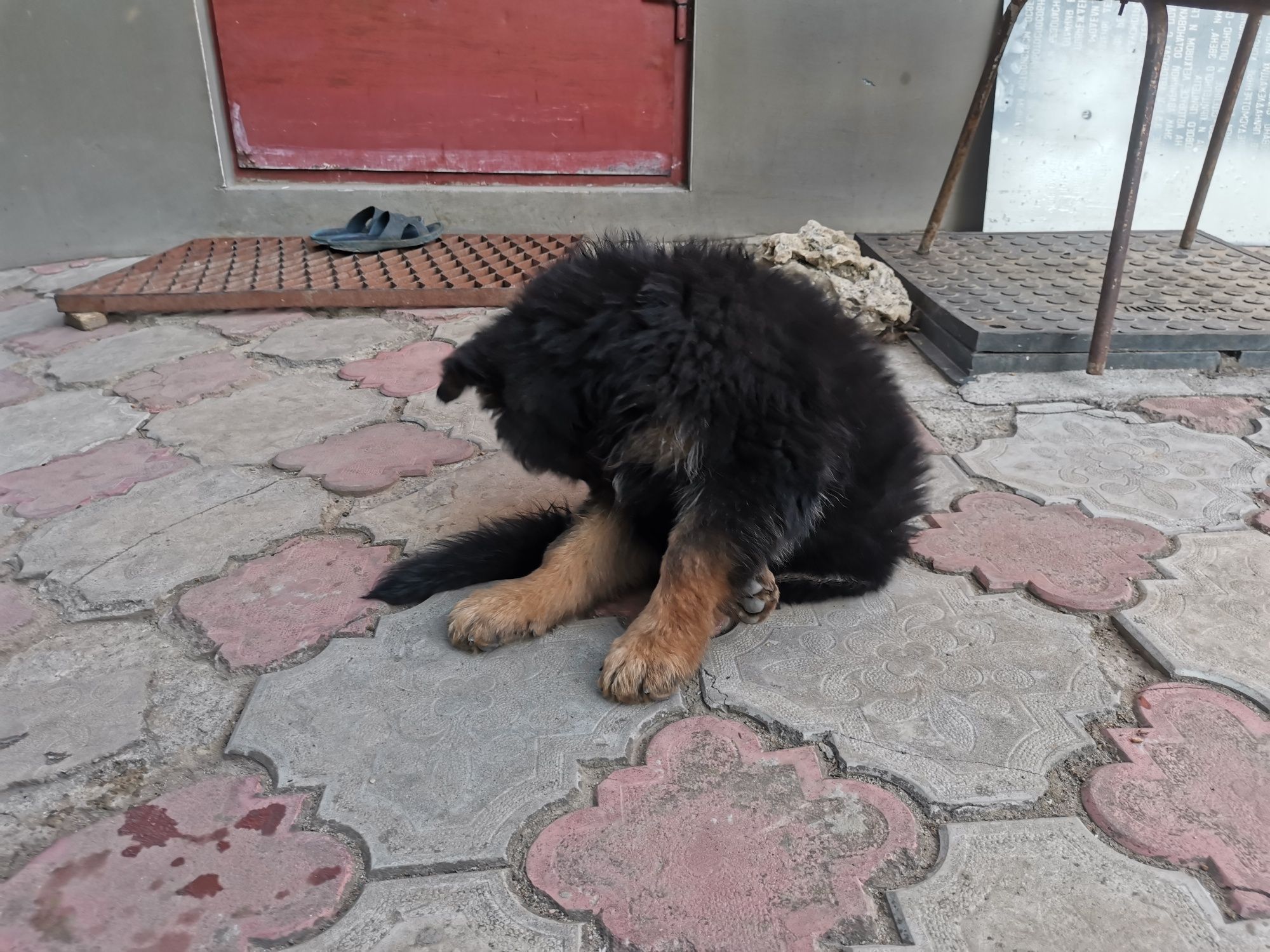 Продам вівчарку дівчинка