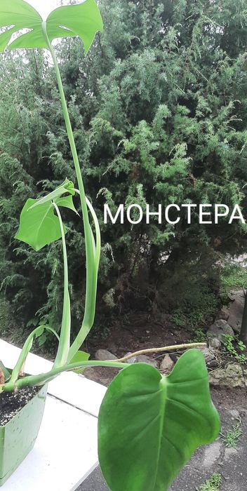 кімнатні рослини, квіти / цветы