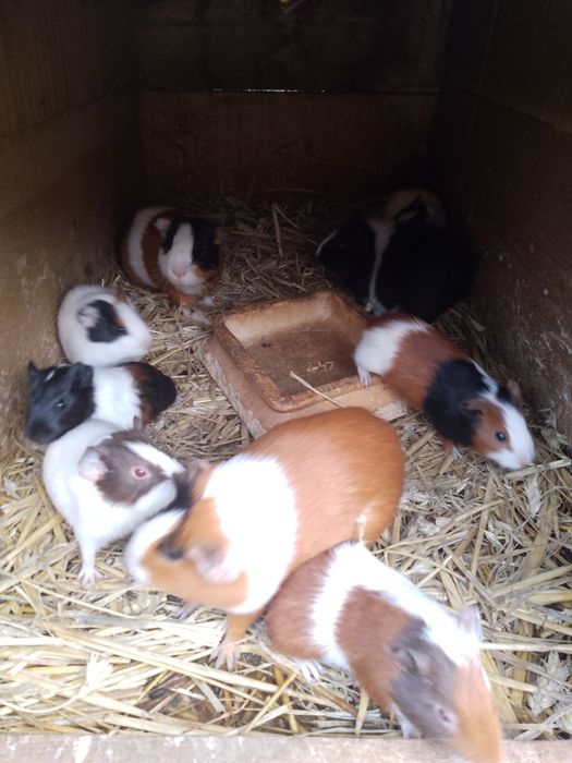 Sprzedam świnki morskie