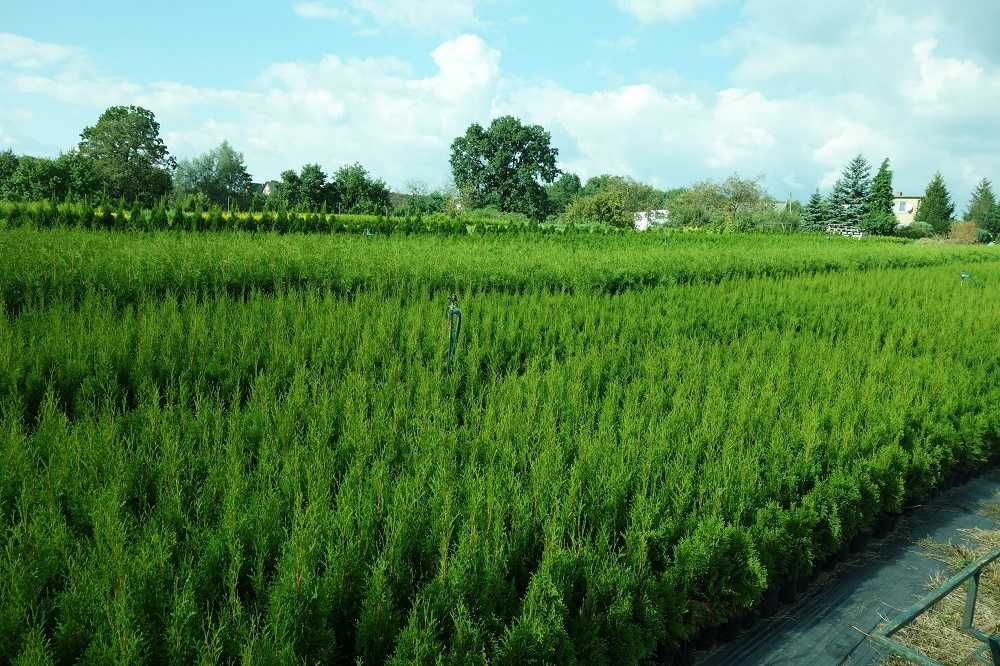 Thuja Smaragd 50,60,70,80,90,100 cm! Tuja Szmaragd! Tuje! Transport!