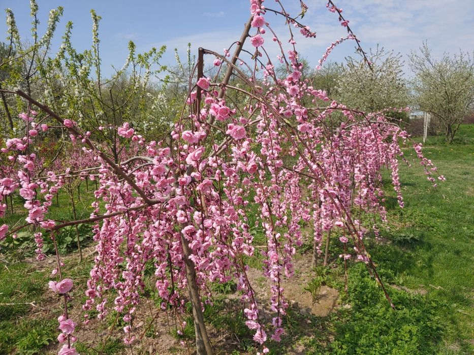 Brzoskwinia pendula (zwisająca)