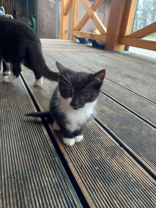 Kotki 3 miesięczne do oddania