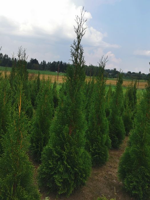 Tuje szmaragd 100-200+ cm, thuje brabant, transport sadzenie, p9