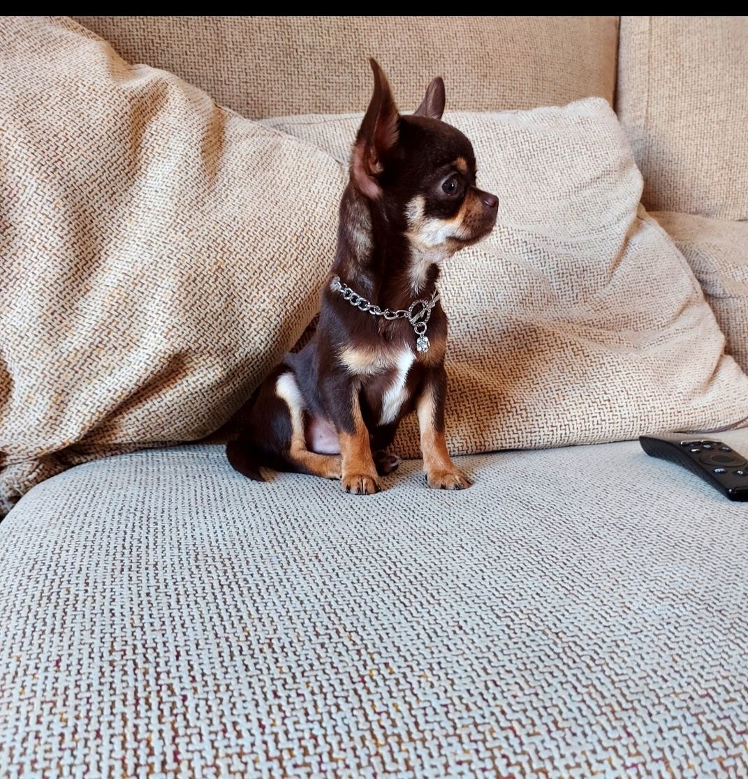 Chihuahua Com LOP (Pedigree) Macho