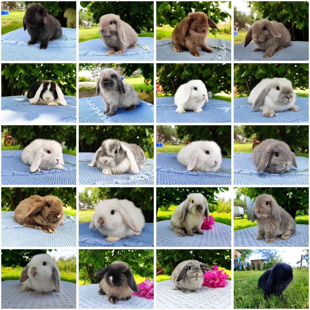 Mini lop rasowy metryka legalna hodowla miniaturka baranek