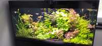 Aquael Glossy 120 cm komplet akwarium działające