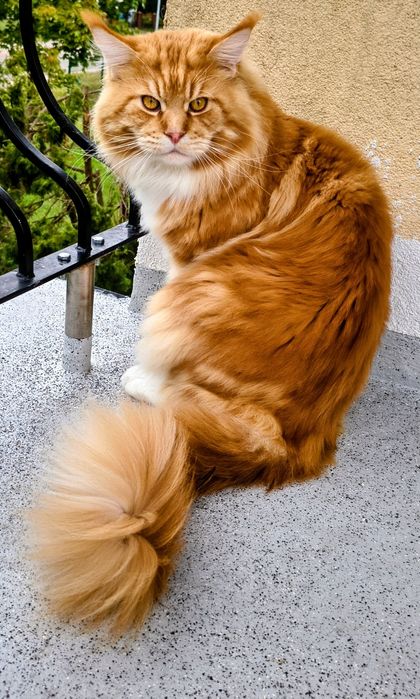 MAINE COON kociaki, kocięta, hodowla, koty rasowe