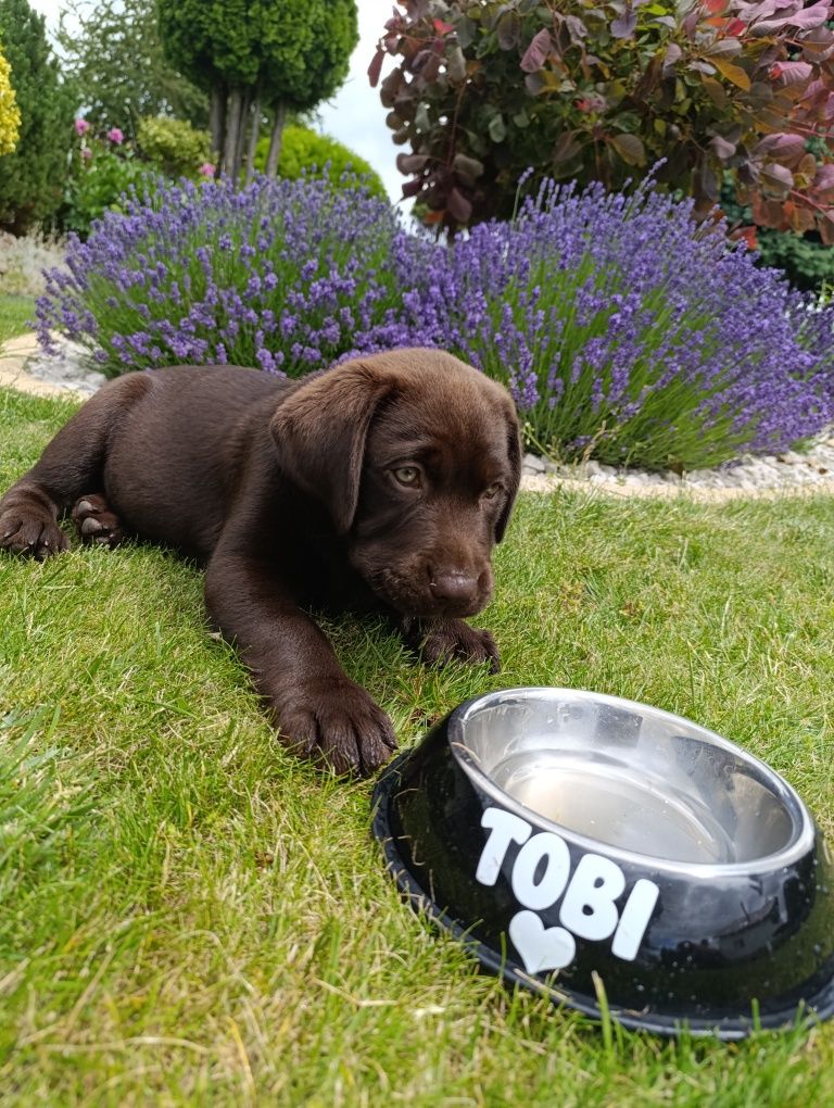 Labrador Retriever -pozostał  jeszcze 1 śliczny  szczeniak czekoladow