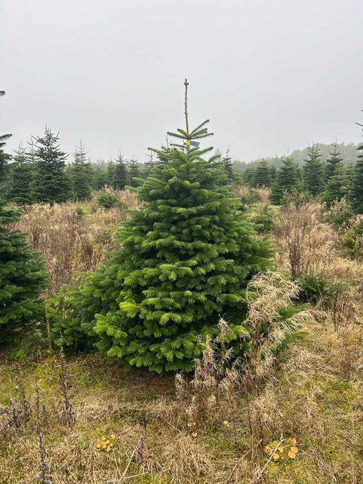 JODLA KAUKASKA !!! 180 - 250 CM! Choinki ! Piękne! Jodła ! Okazja