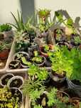 Plantas decorativas, suculentas, Physalis, Aloé vera