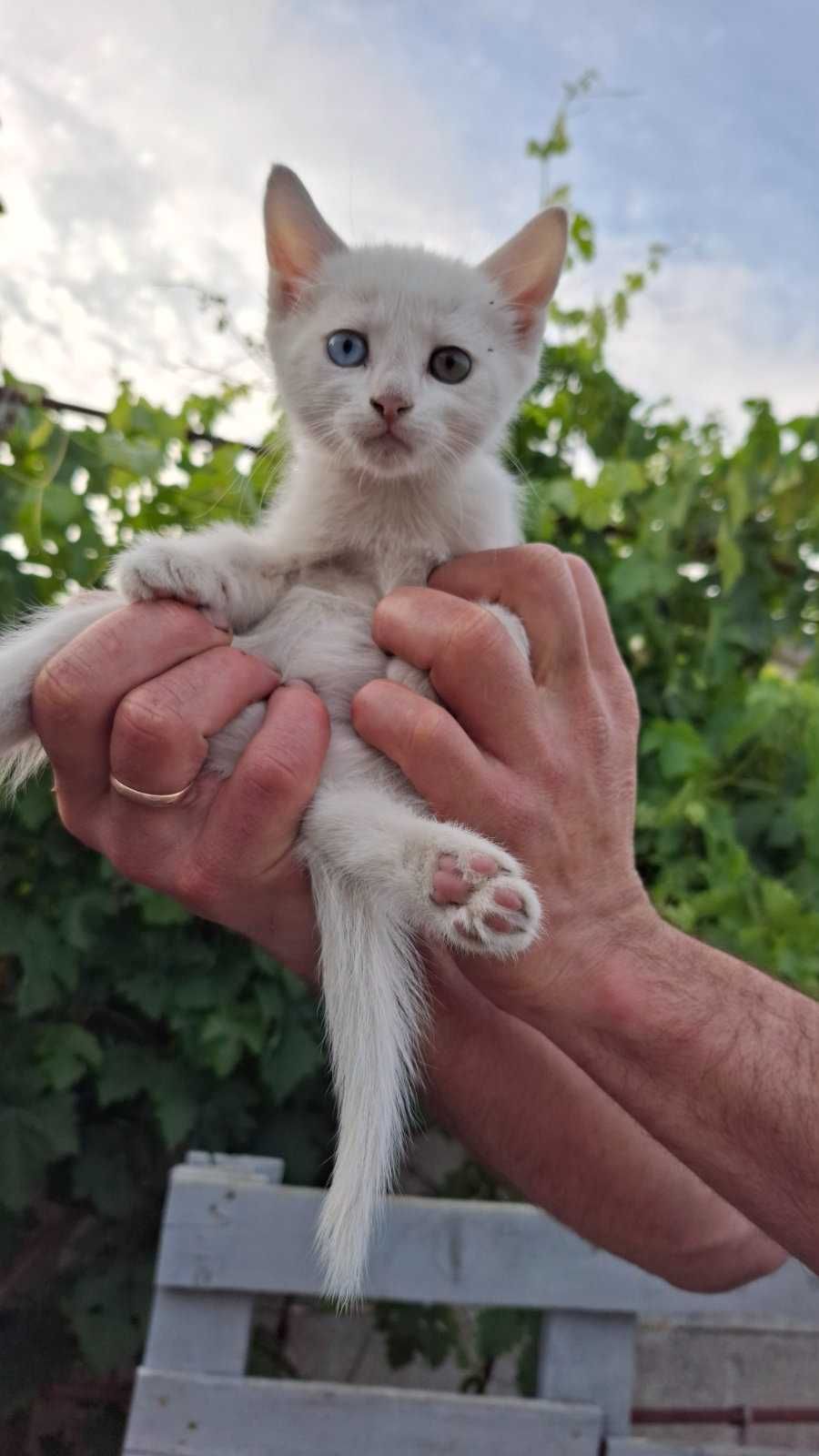 Кошенята Као- мані