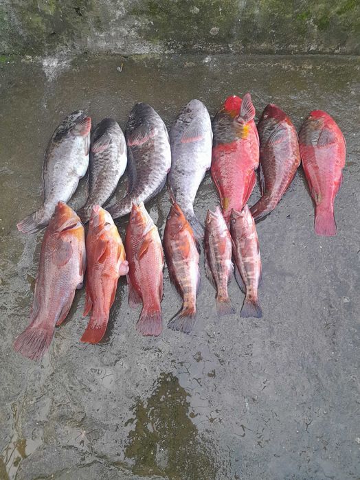 Peixe vermelho (bodião,garoupa e veja)