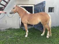 Sprzedam klacz haflinger