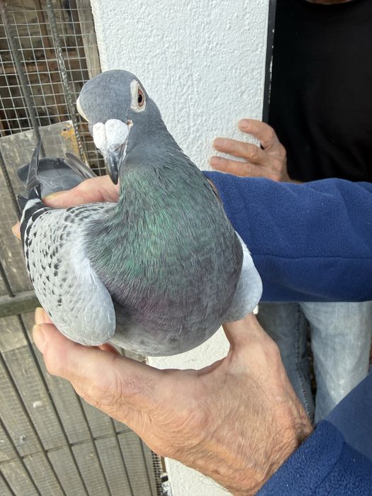 Pombos de alto calibre