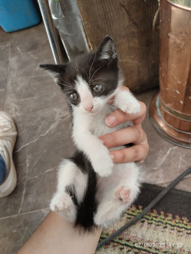 Dá-se gatos bebes