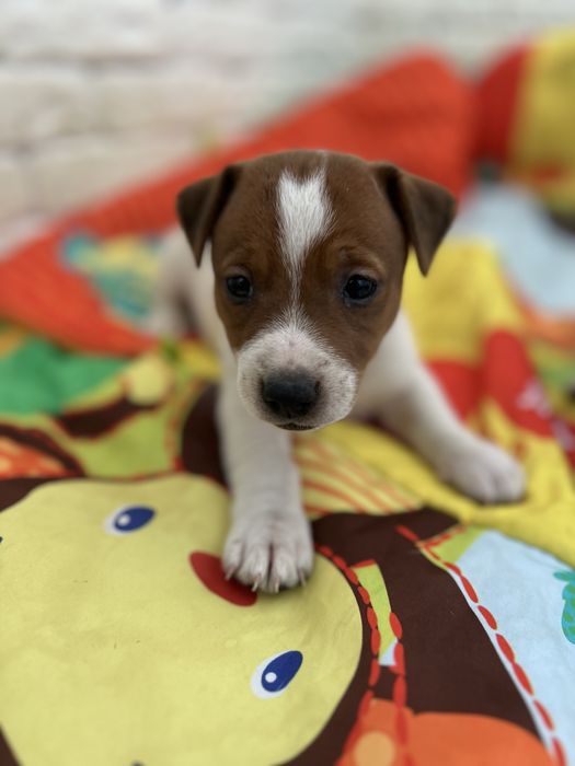 Хлопчики і дівчатка джек рассел терьер . Біколор , триколор