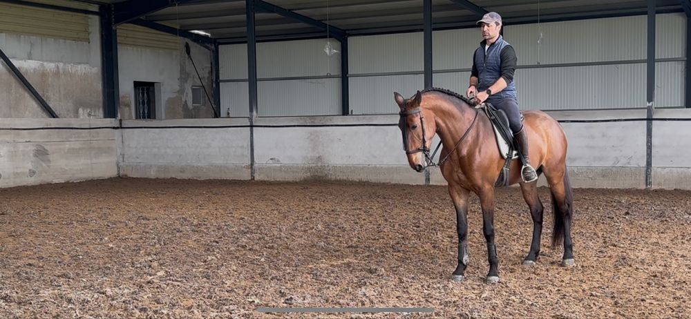PSL (cavalo lusitano) Letra P “PAVIO MD”