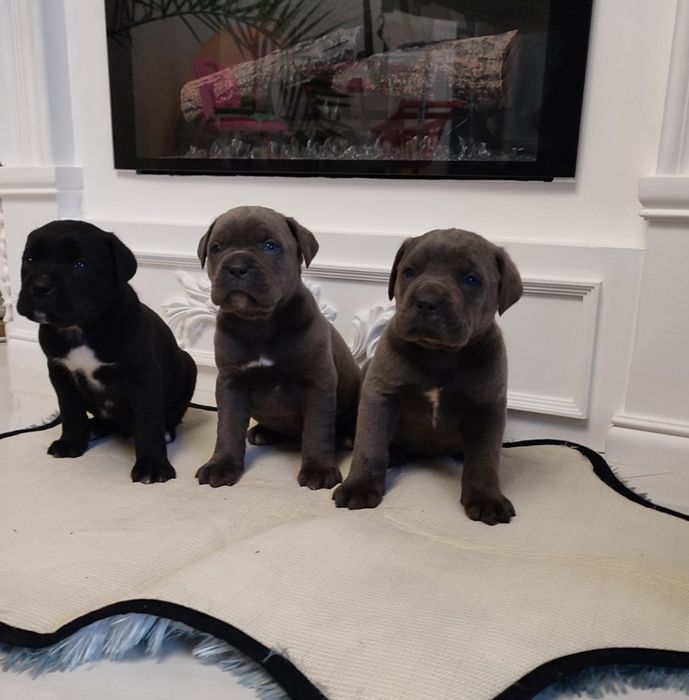 Щенки кане корсо