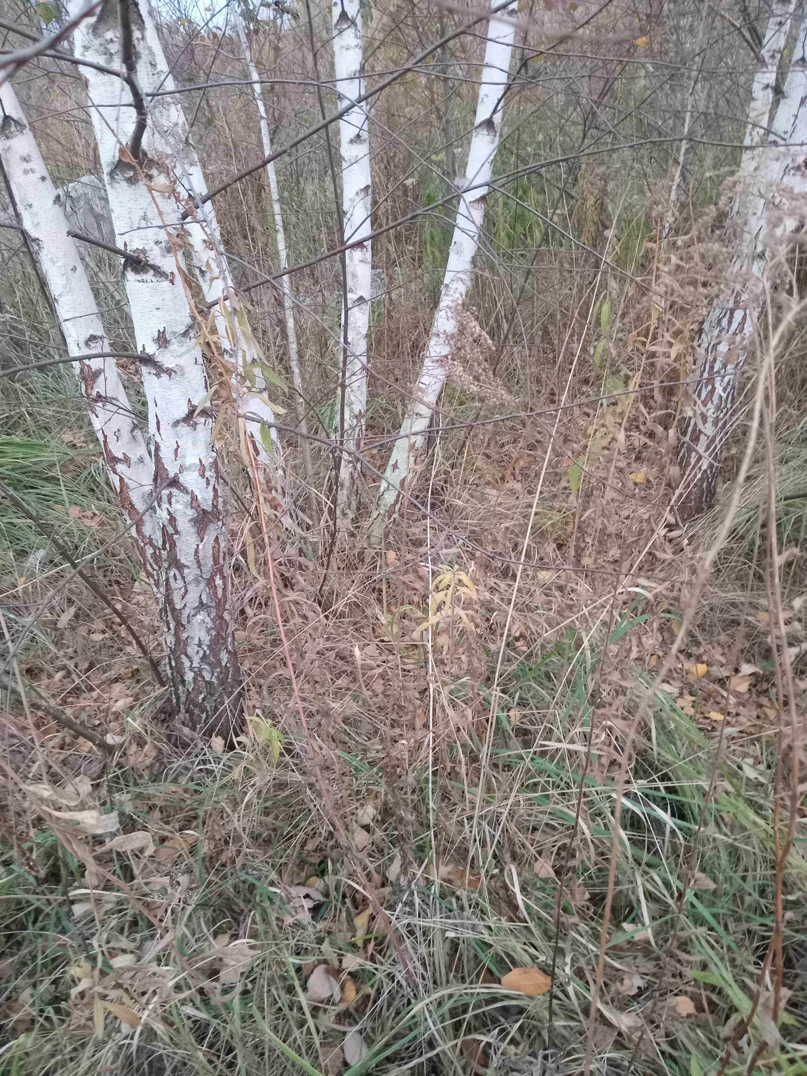 Київ. 2,5 - 32 сот. За ділянку та будиночок. Шок ціна! Солом-й р-н.