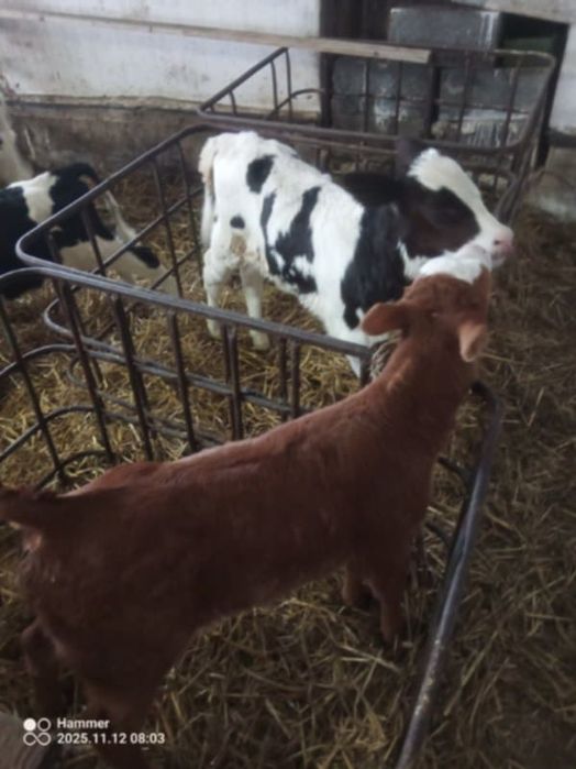 Byczek NCB ładnej budowy zdrowy