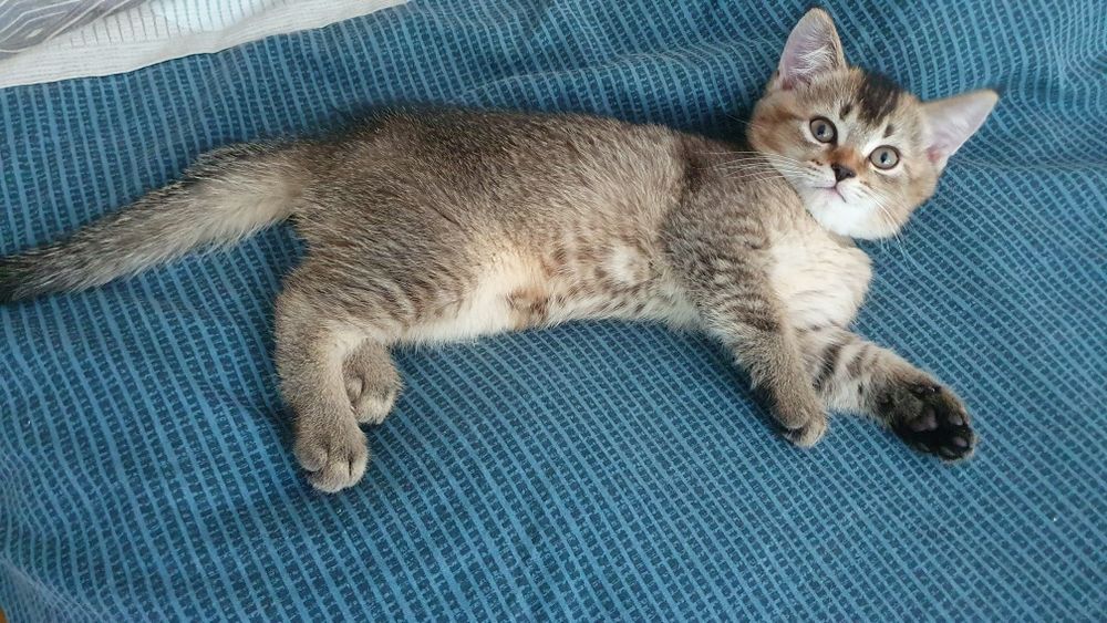 Шотландские котята, золотая шиншилла, три прямоушки, девочка вислоушка