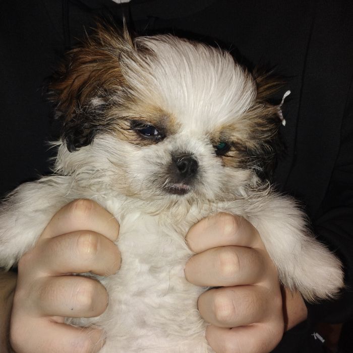 Szczeniak shihtzu suczka