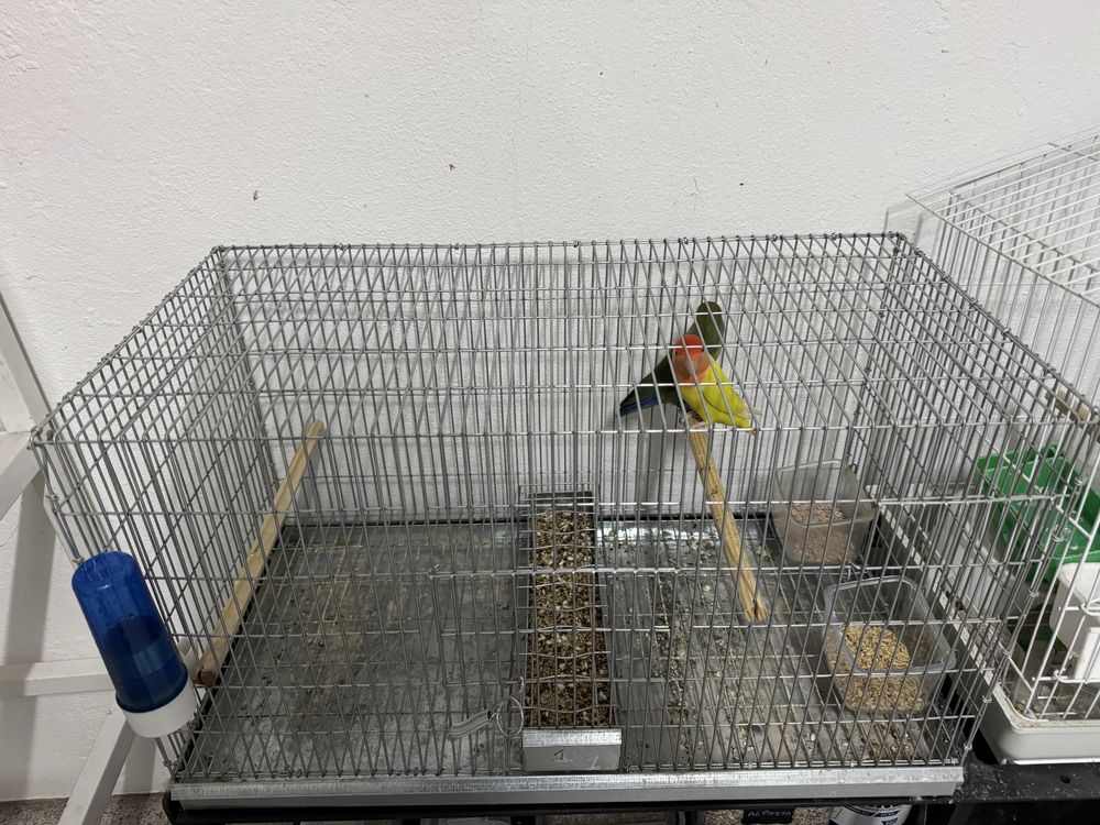 Gaiola galvanizada e gaiola branca