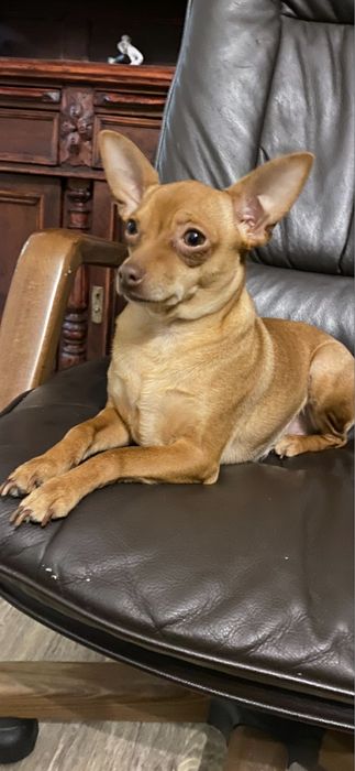 Щенки Той Терьера