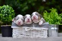 Welsh corgi cardigan merle & tricolour FCI ZKwP