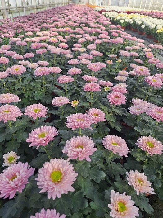 Chryzantemy hurt detal