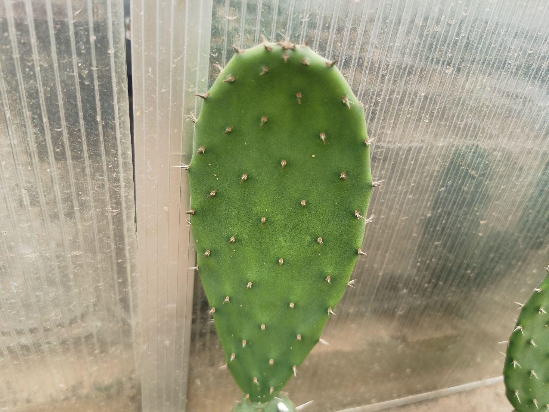 Opuncja figowa - opuntia ficus-indica wychodowana z nasion