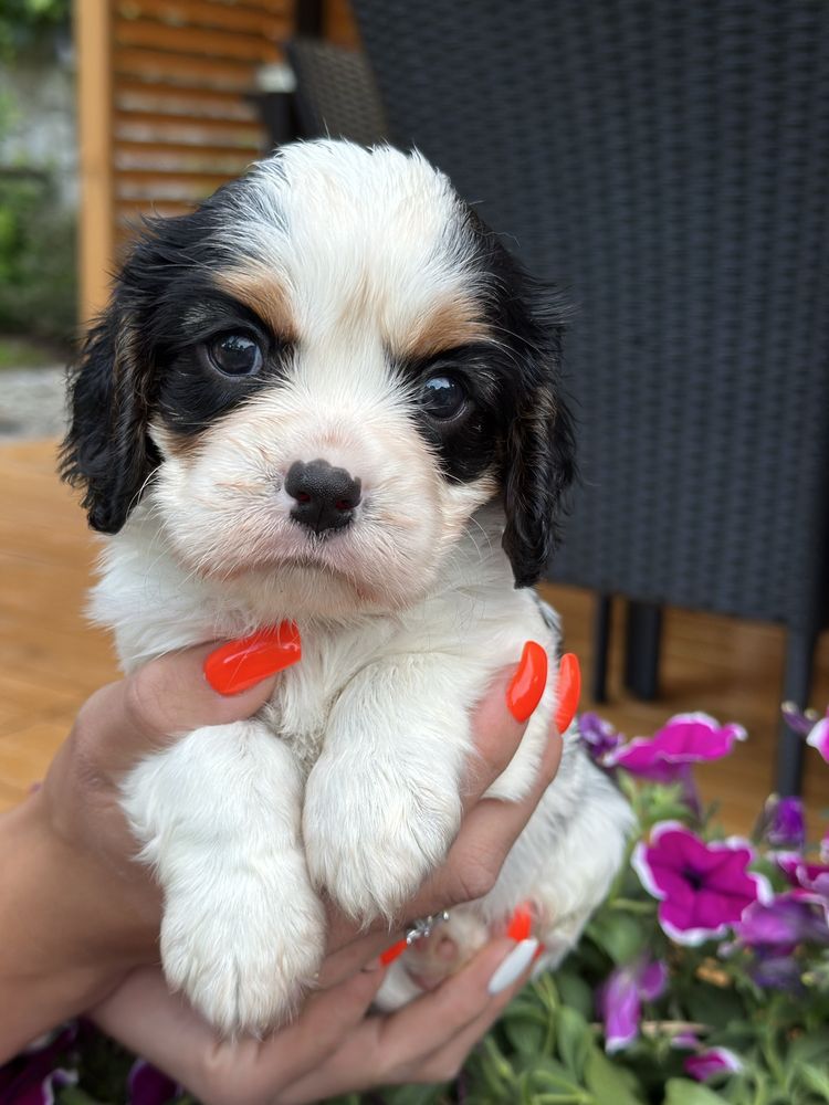 Śliczny piesek Cavalier king charles spaniel piesek