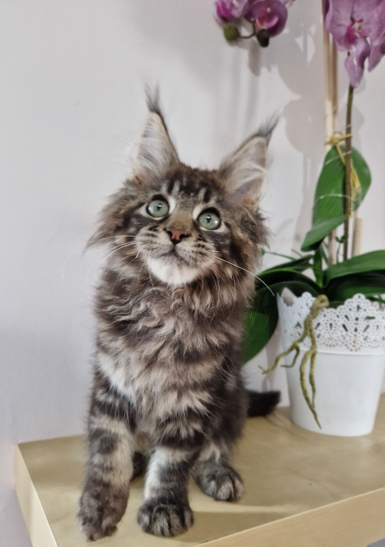 Maine Coon kotka klasyczna