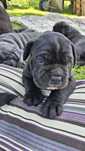 Cane Corso szczenięta