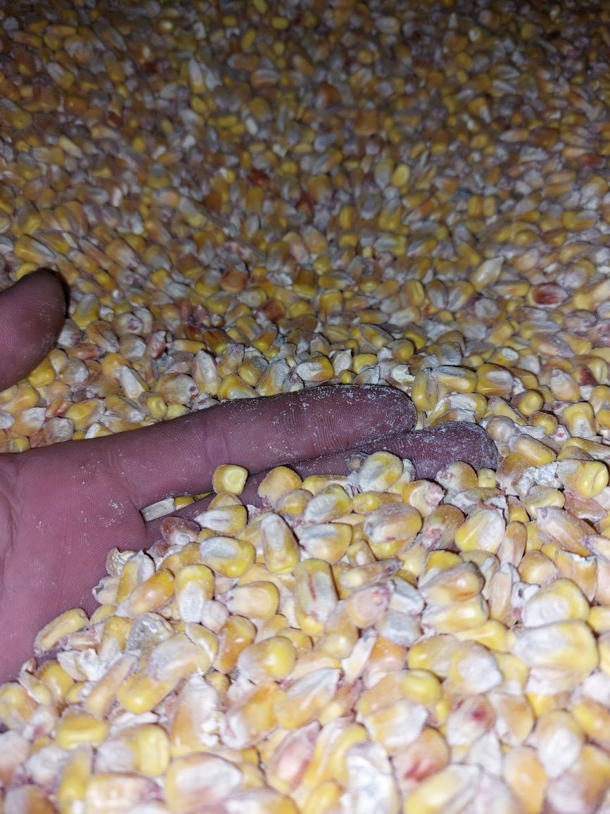 Пшеница, Кукуруза по 25 кг